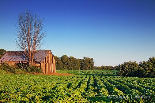 Barn In A Field_19569.jpg - Photographed near Smiths Falls, Ontario, Canada.